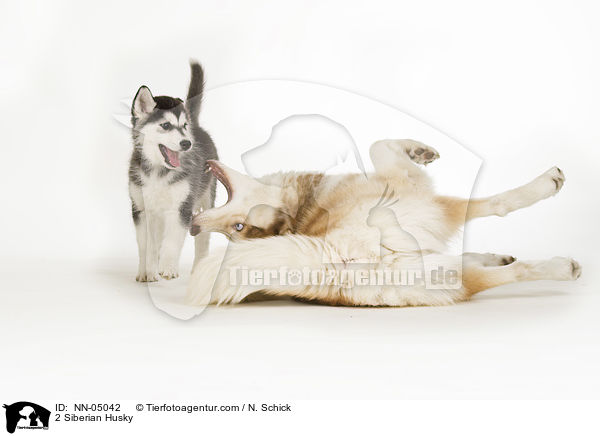 2 Sibirien Husky / 2 Siberian Husky / NN-05042