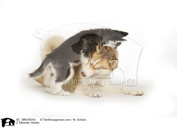 2 Sibirien Husky / 2 Siberian Husky / NN-05043