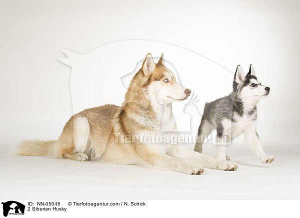 2 Sibirien Husky / 2 Siberian Husky / NN-05045