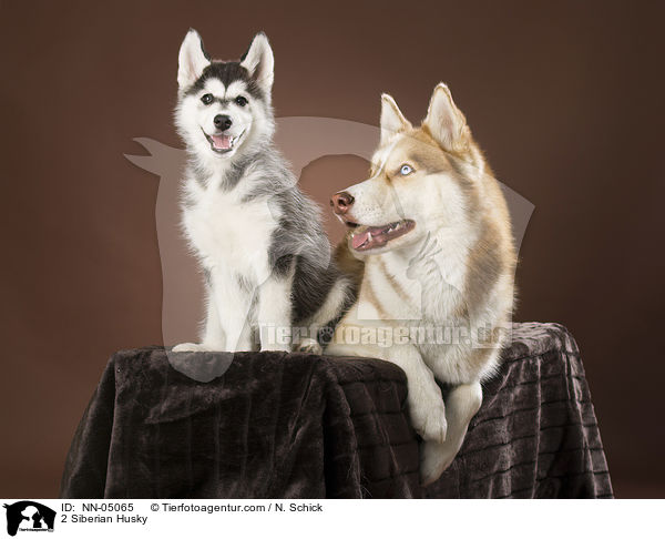 2 Sibirien Husky / 2 Siberian Husky / NN-05065