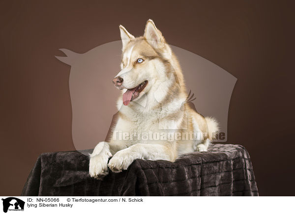 liegender Sibirien Husky / lying Siberian Husky / NN-05066