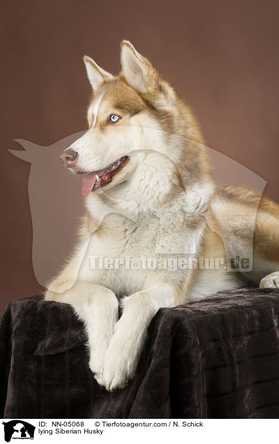 liegender Sibirien Husky / lying Siberian Husky / NN-05068