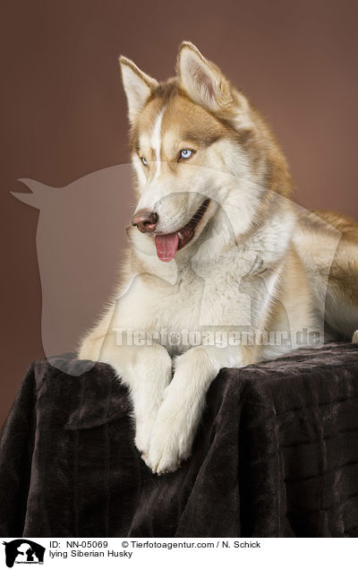 liegender Sibirien Husky / lying Siberian Husky / NN-05069