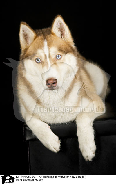 liegender Sibirien Husky / lying Siberian Husky / NN-05080