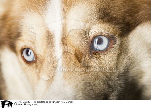 Sibirien Husky Augen / Siberian Husky eyes / NN-05083