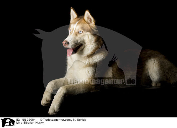 liegender Sibirien Husky / lying Siberian Husky / NN-05084