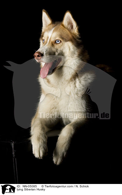 liegender Sibirien Husky / lying Siberian Husky / NN-05085
