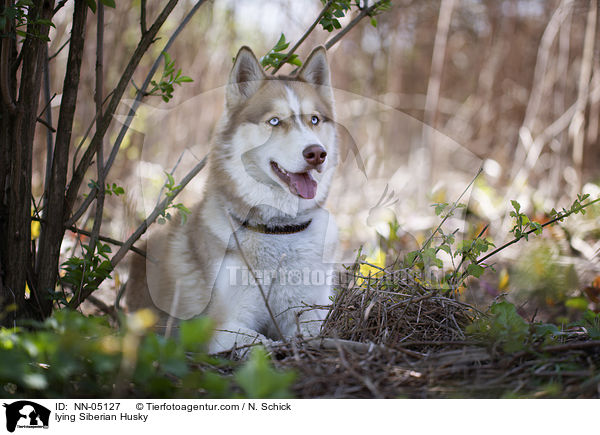 liegender Sibirien Husky / lying Siberian Husky / NN-05127