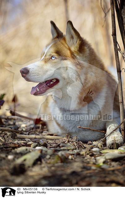 liegender Sibirien Husky / lying Siberian Husky / NN-05138