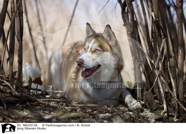 liegender Sibirien Husky / lying Siberian Husky / NN-05139