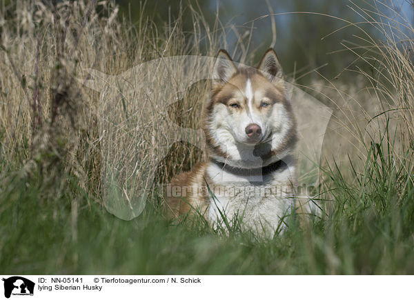 liegender Sibirien Husky / lying Siberian Husky / NN-05141