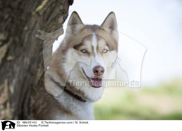 Sibirien Husky Portrait / Siberian Husky Portrait / NN-05143