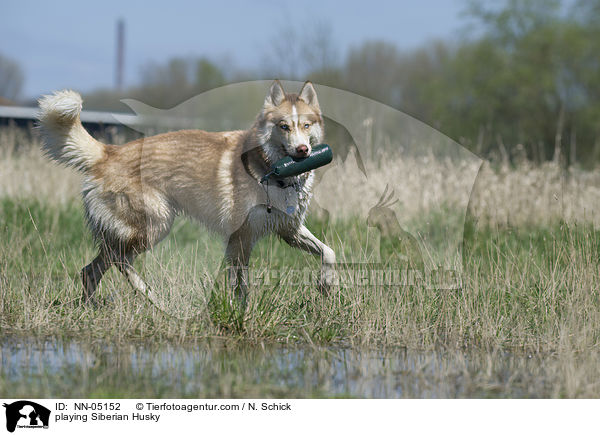spielender Sibirien Husky / playing Siberian Husky / NN-05152