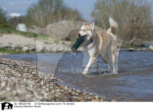 spielender Sibirien Husky / playing Siberian Husky / NN-05156