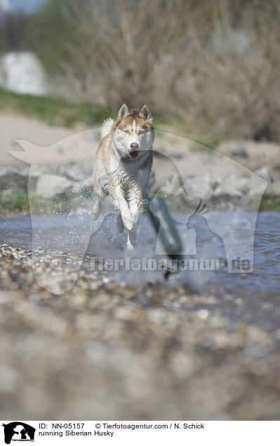 rennender Sibirien Husky / running Siberian Husky / NN-05157