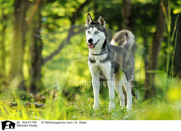 Siberian Husky / AG-01795