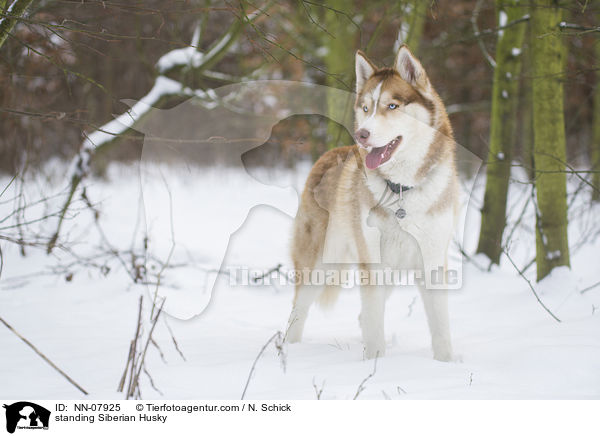 stehender Sibirien Husky / standing Siberian Husky / NN-07925