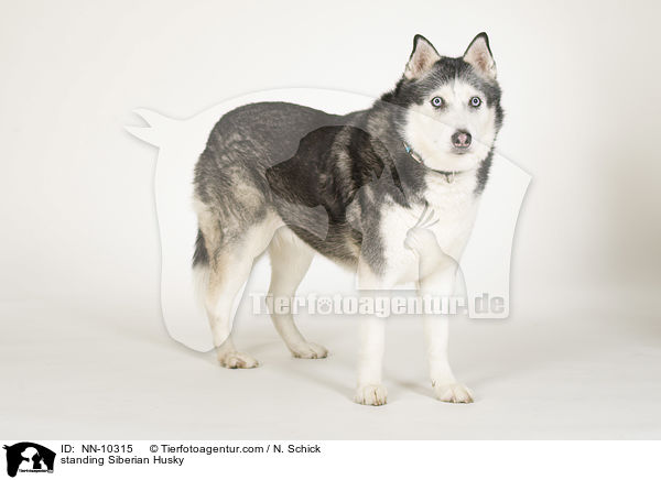 stehender Siberian Husky / standing Siberian Husky / NN-10315