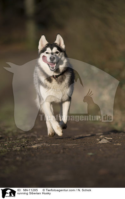 rennender Siberian Husky / running Siberian Husky / NN-11285