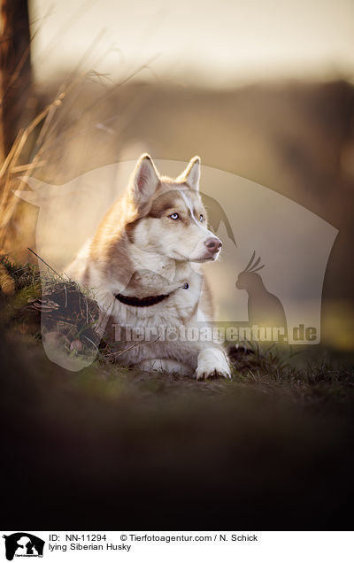 liegender Siberian Husky / lying Siberian Husky / NN-11294
