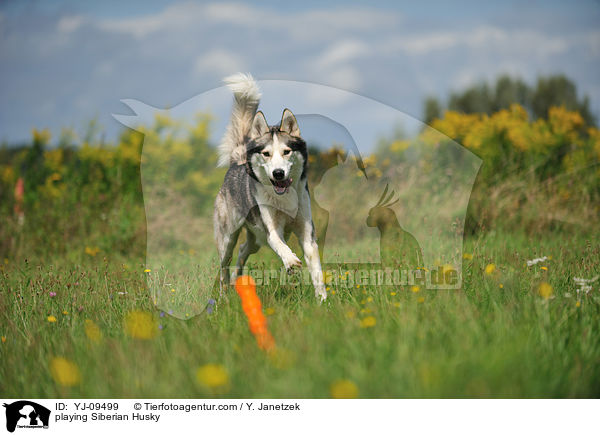 playing Siberian Husky / YJ-09499