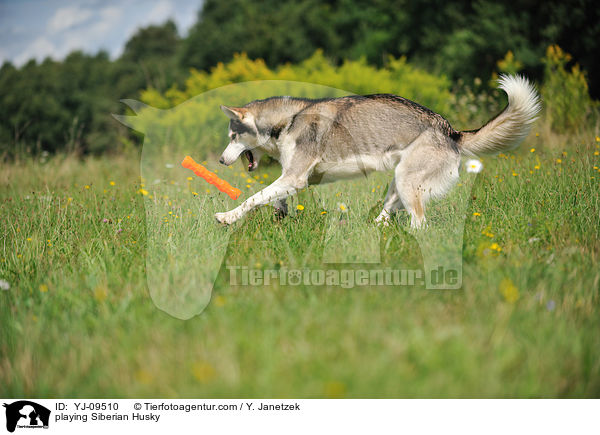 spielender Siberian Husky / playing Siberian Husky / YJ-09510