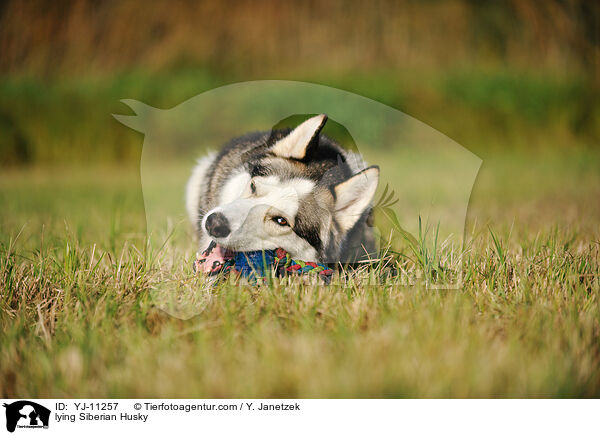 liegender Siberian Husky / lying Siberian Husky / YJ-11257