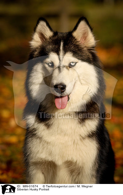 Siberian Husky Portrait / Siberian Husky Portrait / MW-01674
