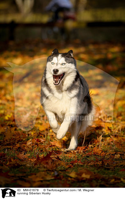 rennender Siberian Husky / running Siberian Husky / MW-01678