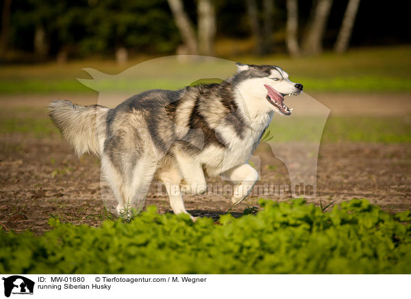 rennender Siberian Husky / running Siberian Husky / MW-01680