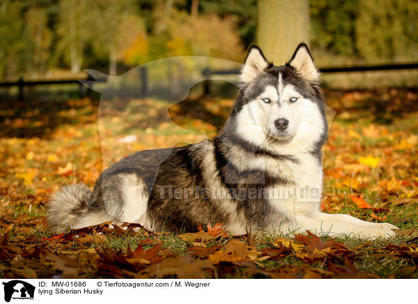 liegender Siberian Husky / lying Siberian Husky / MW-01686