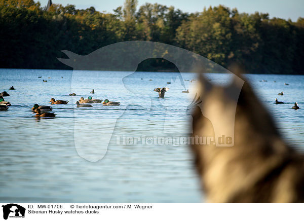 Siberian Husky watches ducks / MW-01706