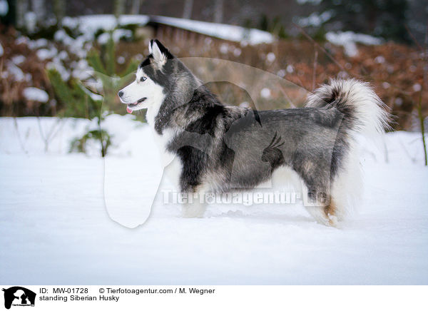 standing Siberian Husky / MW-01728
