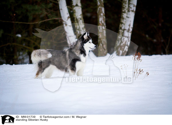 standing Siberian Husky / MW-01739