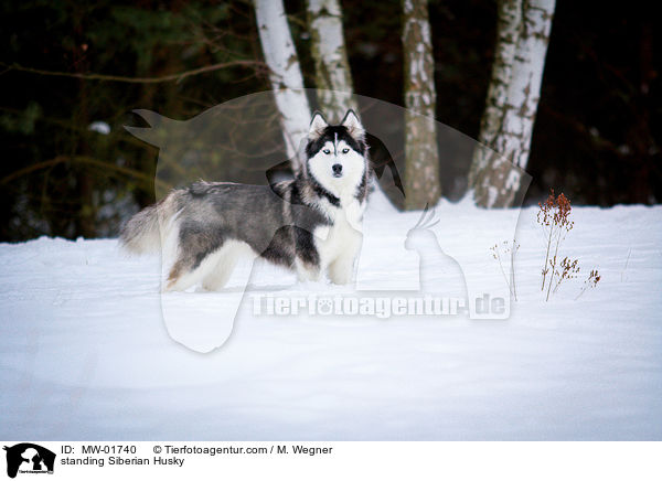 stehender Siberian Husky / standing Siberian Husky / MW-01740