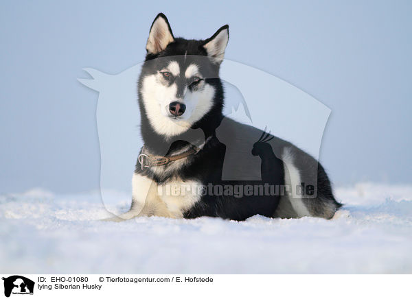 lying Siberian Husky / EHO-01080