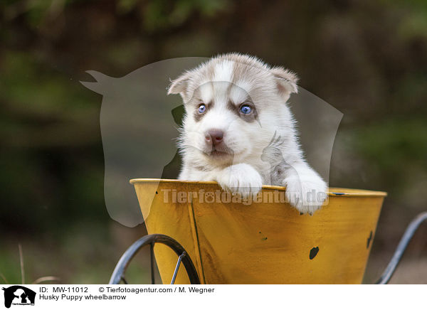 Husky Welpe in Schubkarre / Husky Puppy wheelbarrow / MW-11012