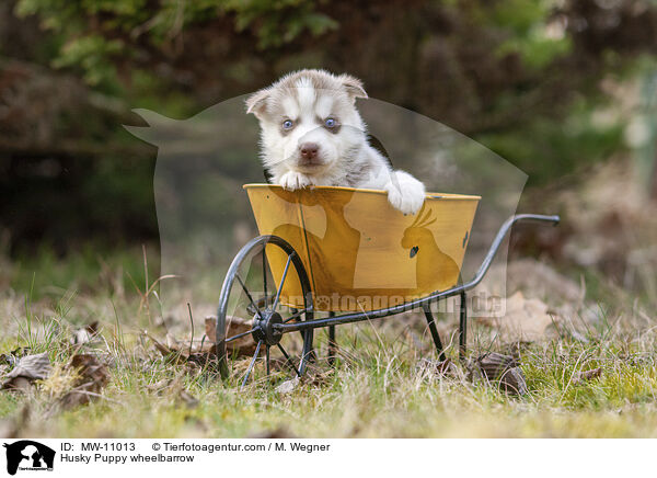 Husky Welpe in Schubkarre / Husky Puppy wheelbarrow / MW-11013