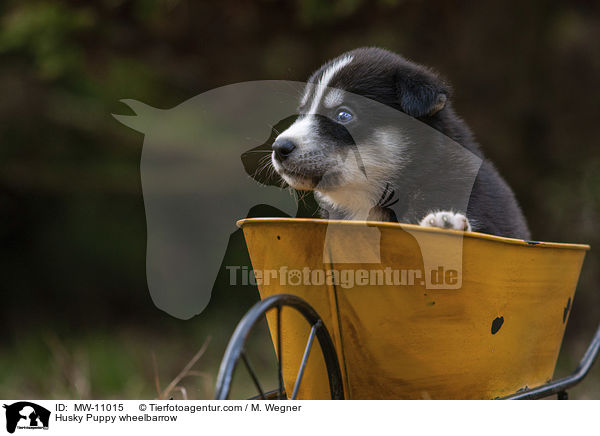Husky Welpe in Schubkarre / Husky Puppy wheelbarrow / MW-11015