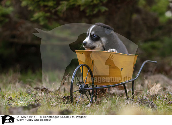 Husky Welpe in Schubkarre / Husky Puppy wheelbarrow / MW-11016