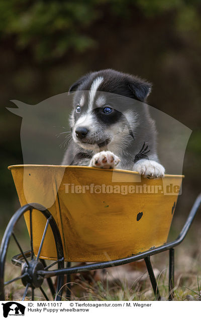 Husky Welpe in Schubkarre / Husky Puppy wheelbarrow / MW-11017