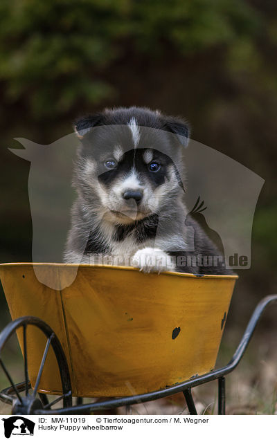 Husky Welpe in Schubkarre / Husky Puppy wheelbarrow / MW-11019