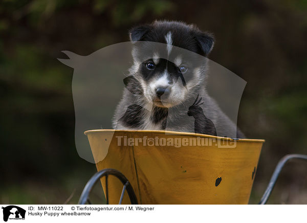 Husky Welpe in Schubkarre / Husky Puppy wheelbarrow / MW-11022