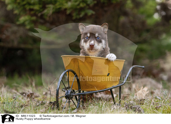 Husky Welpe in Schubkarre / Husky Puppy wheelbarrow / MW-11023