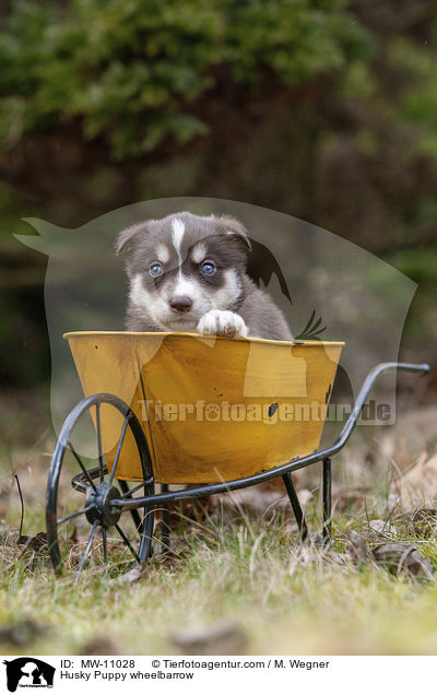 Husky Welpe in Schubkarre / Husky Puppy wheelbarrow / MW-11028