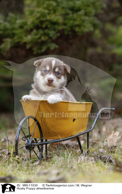 Husky Welpe in Schubkarre / Husky Puppy wheelbarrow / MW-11030
