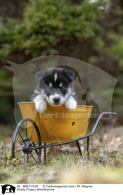 Husky Welpe in Schubkarre / Husky Puppy wheelbarrow / MW-11036