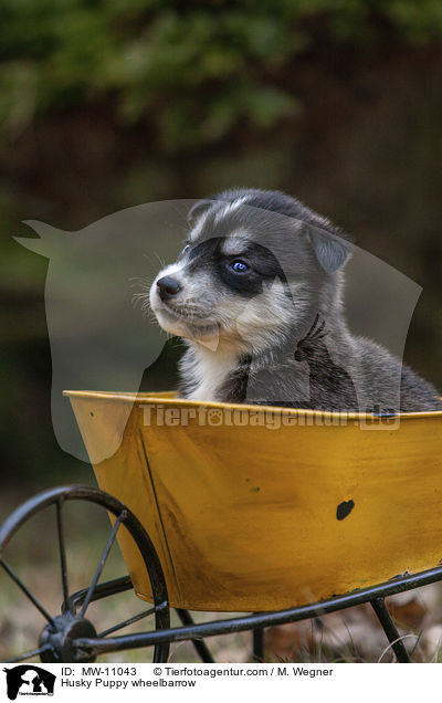 Husky Welpe in Schubkarre / Husky Puppy wheelbarrow / MW-11043