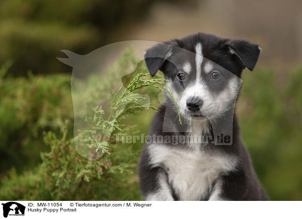 Husky Puppy Portrait / MW-11054