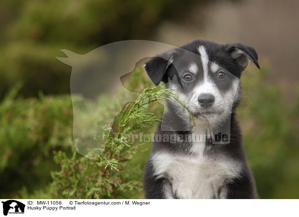 Husky Puppy Portrait / MW-11058